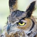 Great Horned Owl (18X24 mat 12X18 print) JAH-14-641 